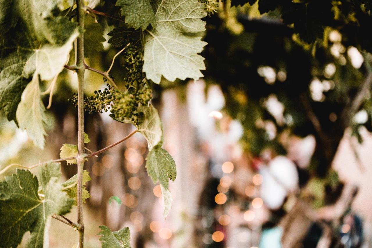 Štanjel Vina Kobal, Kobal Family Estate 아파트 외부 사진